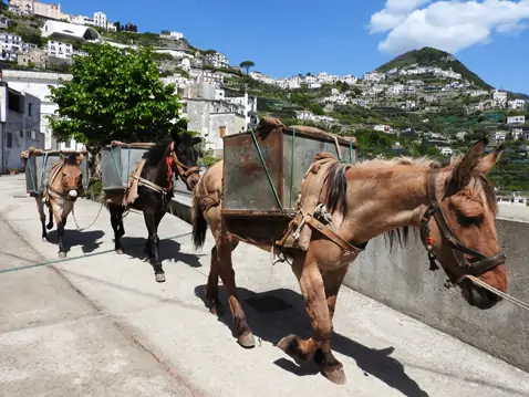 Asini sulla Via Crocelle